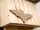 SIENA GARDEN Fledermauskasten Flatter Kiefer FSC 100%, 25x12x39
