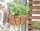 SIENA GARDEN Hängeampel Wrought mit Kokoseinlage, 35 cm