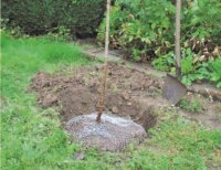 SIENA GARDEN Wühlmauskorb verz. 60cm Ø...