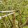SIENA GARDEN Bypass Astschere CL2660 aus Aluminium