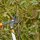 SIENA GARDEN Getriebe Bypass Astschere CL2730 aus Aluminium