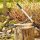 SIENA GARDEN Getriebe Amboss Astschere CL2740 aus Aluminium