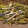SIENA GARDEN Getriebe Amboss Astschere CL2740 aus Aluminium