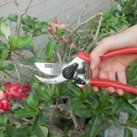 SIENA GARDEN Premium Bypass Schere Standardform, 21,5 cm