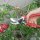 SIENA GARDEN Premium Bypass Schere Standardform, 21,5 cm