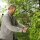 GARDENA Heckenschere NatureCut