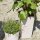 SIENA GARDEN Pflanzgefäß ECO Nizza, weiß, 25 x 25 x 46,5 cm