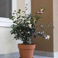 EURO3PLAST Untersetzer MEDEA 56 cm terracotta