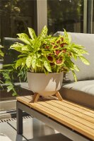 SIENA GARDEN ECO Gefäß Oslo 47cm beige Kst./Holzf., Ø47 x 26,5cm