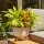 SIENA GARDEN ECO Gefäß Oslo 47cm beige Kst./Holzf., Ø47 x 26,5cm