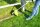 ZIPPER ZI-GPS252 Gartenpflegeset Motorsense Trimmer Heckenschere Astsäge