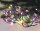 FHS LED-Lichterkette 200ww/mc ww&multicolor Timer IP44